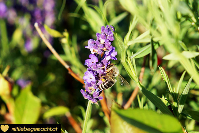 Lavendelblüten im Garten - auch die Bienen lieben sie