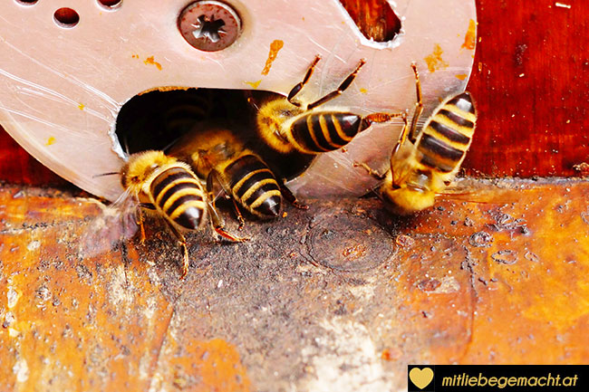 fleißige Bienen