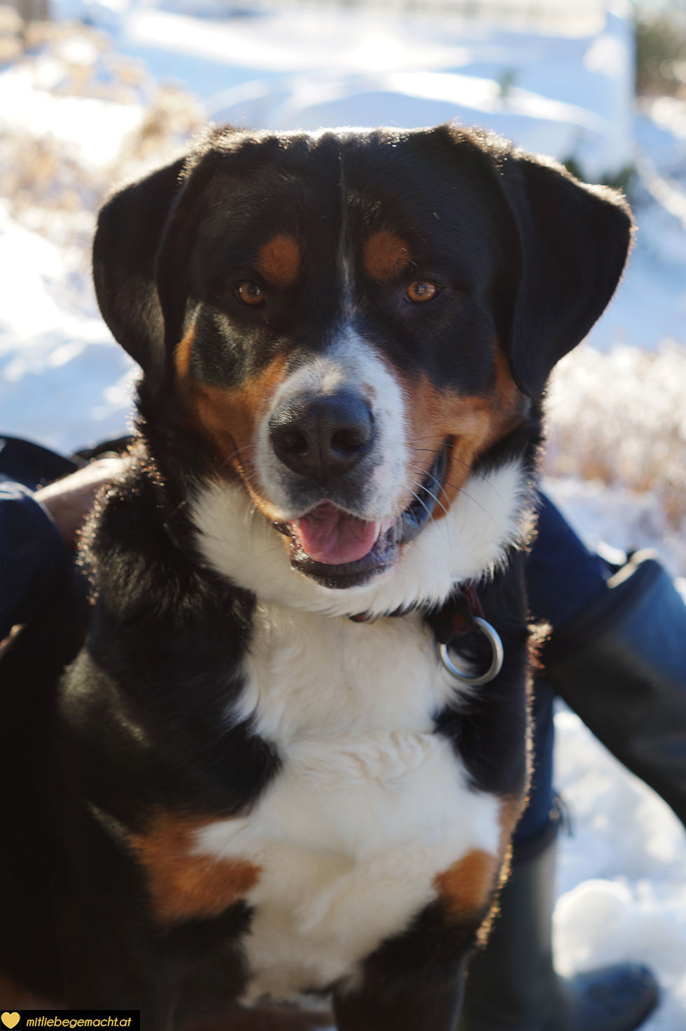 Unser Nico genießt die Zeit im Schnee - Pfotenbalsam für Hunde selber machen