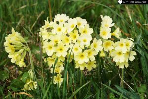Schlüsselblumen gehören zum Frühling