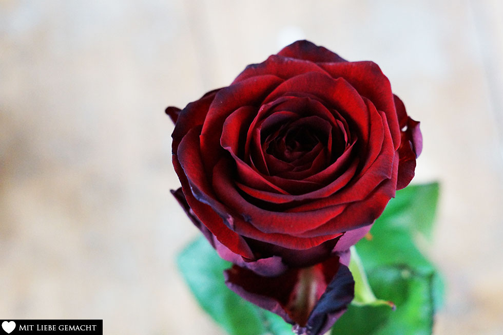 Rosen – man findet sie als Zeichen in vielen Städten