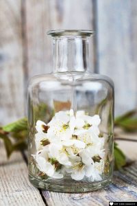 Kirschblüten in Glas füllen