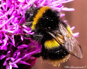 Hummeln sind wichtige Bestäuber