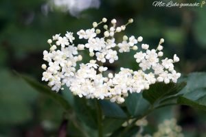 duftende Holunderblüten