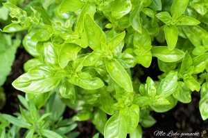 duftendes Basilikum
