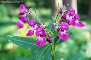 Indisches Springkraut - ein Bienen- und Hummelmagnet
