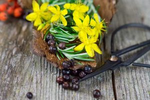 Johanniskraut, Rosmarin und Wacholder