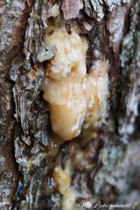 Pech - das Gold des Waldes