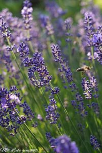 duftender Lavendel
