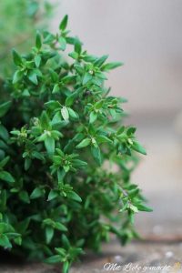 Thymian/Salz Inhalation