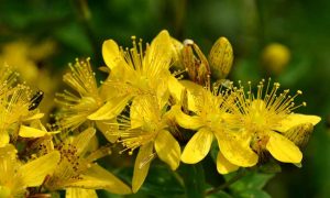 Johanniskraut strahlt wie die Sonne
