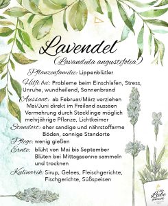 Lavendel mit seinem beruhigenden Duft