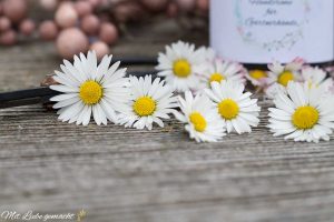 Gänseblümchen für ein Mazerat