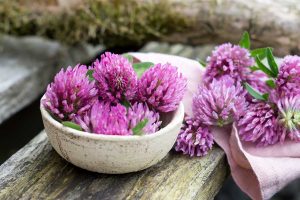 leuchtende Blüten des Rotklees