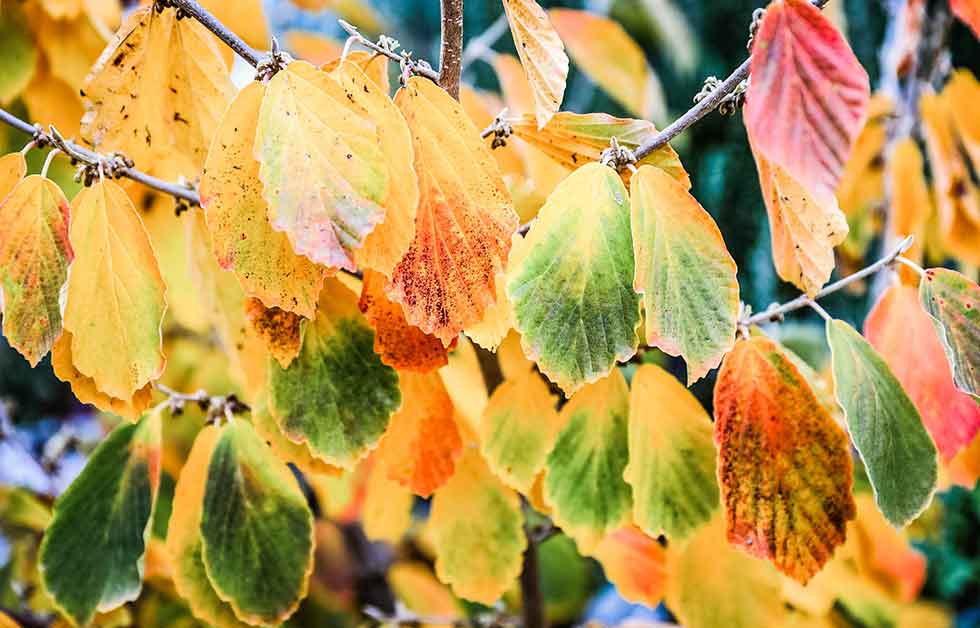 Hamamelis Blätter im Herbst; Quelle Pixabay