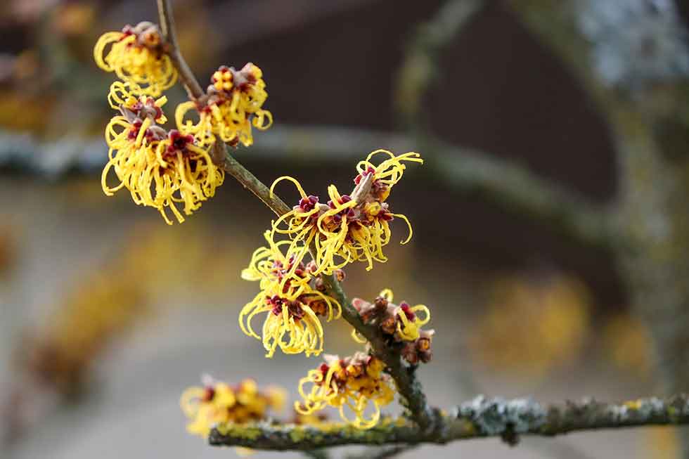 Hamamelis Blüten im Winter; Quelle: Pixabay