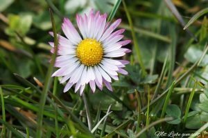 Gänseblümchen