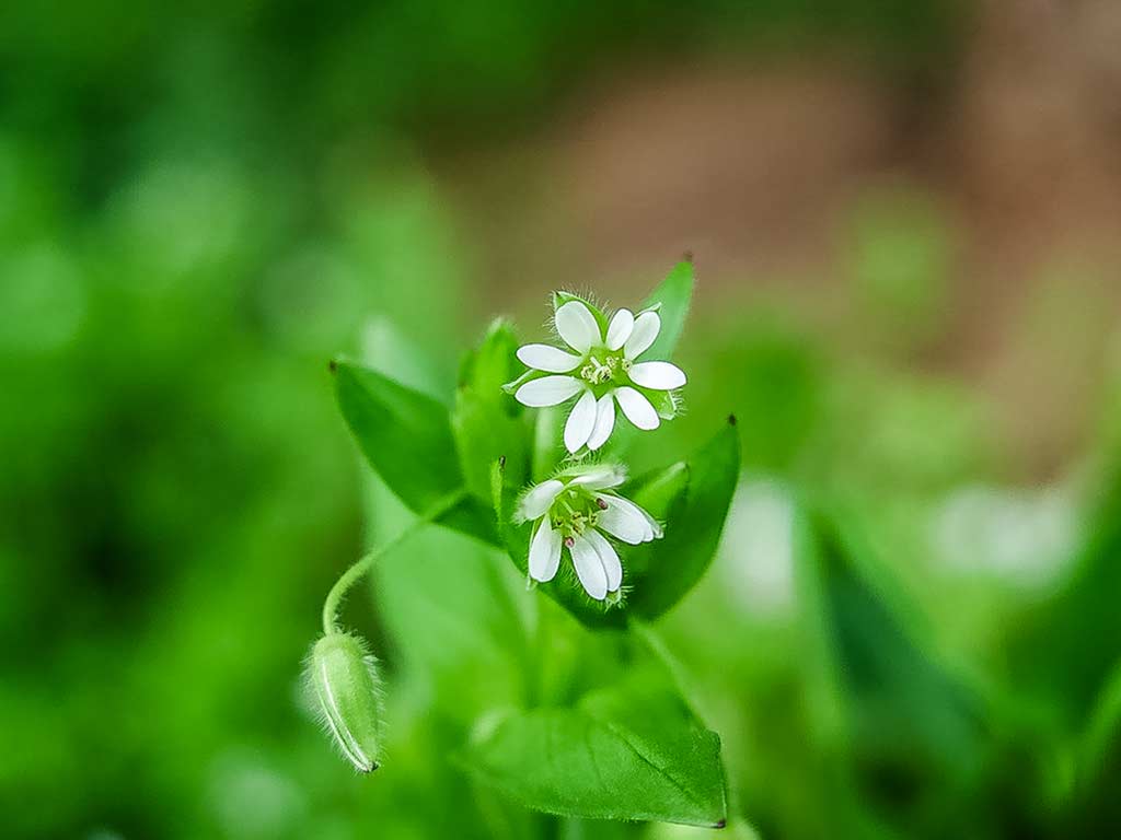 Vogelmiere_Chickweed
