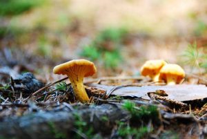 Eierschwammerl im Wald