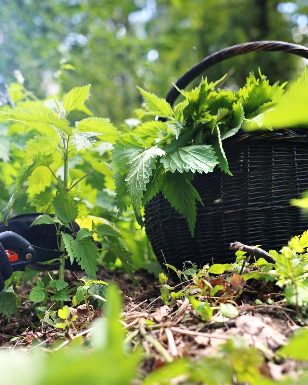 Kraft der Brennnessel