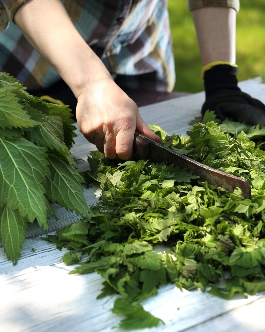Brennnessel verarbeiten