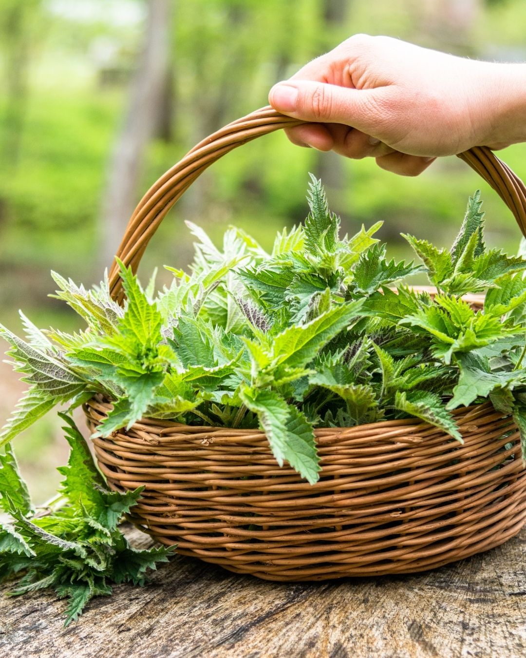 brennnesseln sammeln