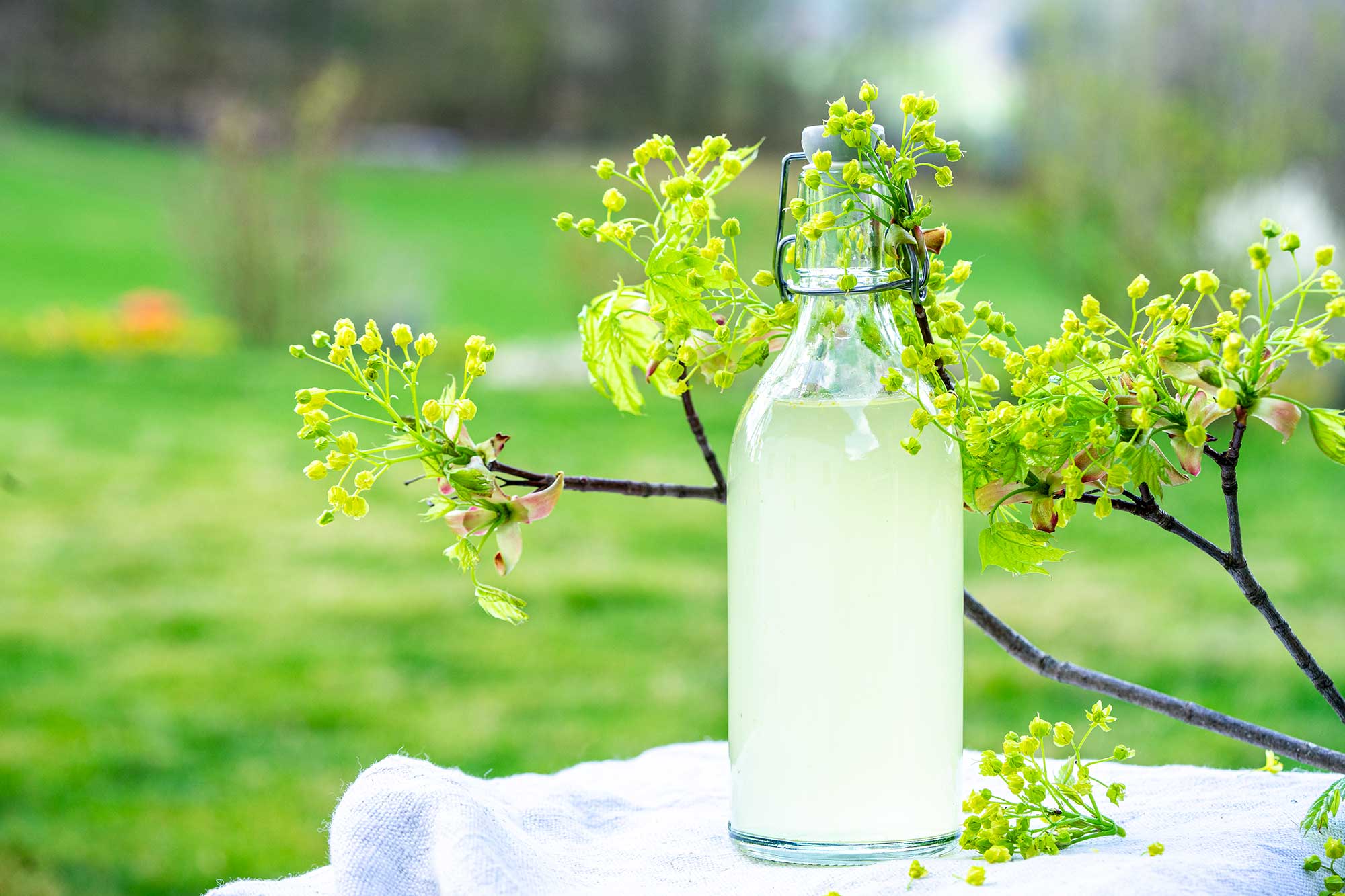 Fermentierte Ahornblüten Limo