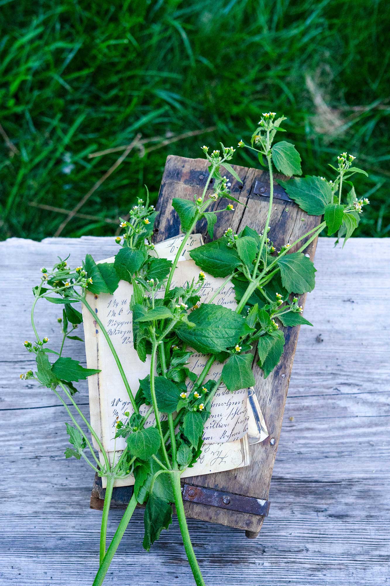 Franzosenkraut mit alten Rezepten