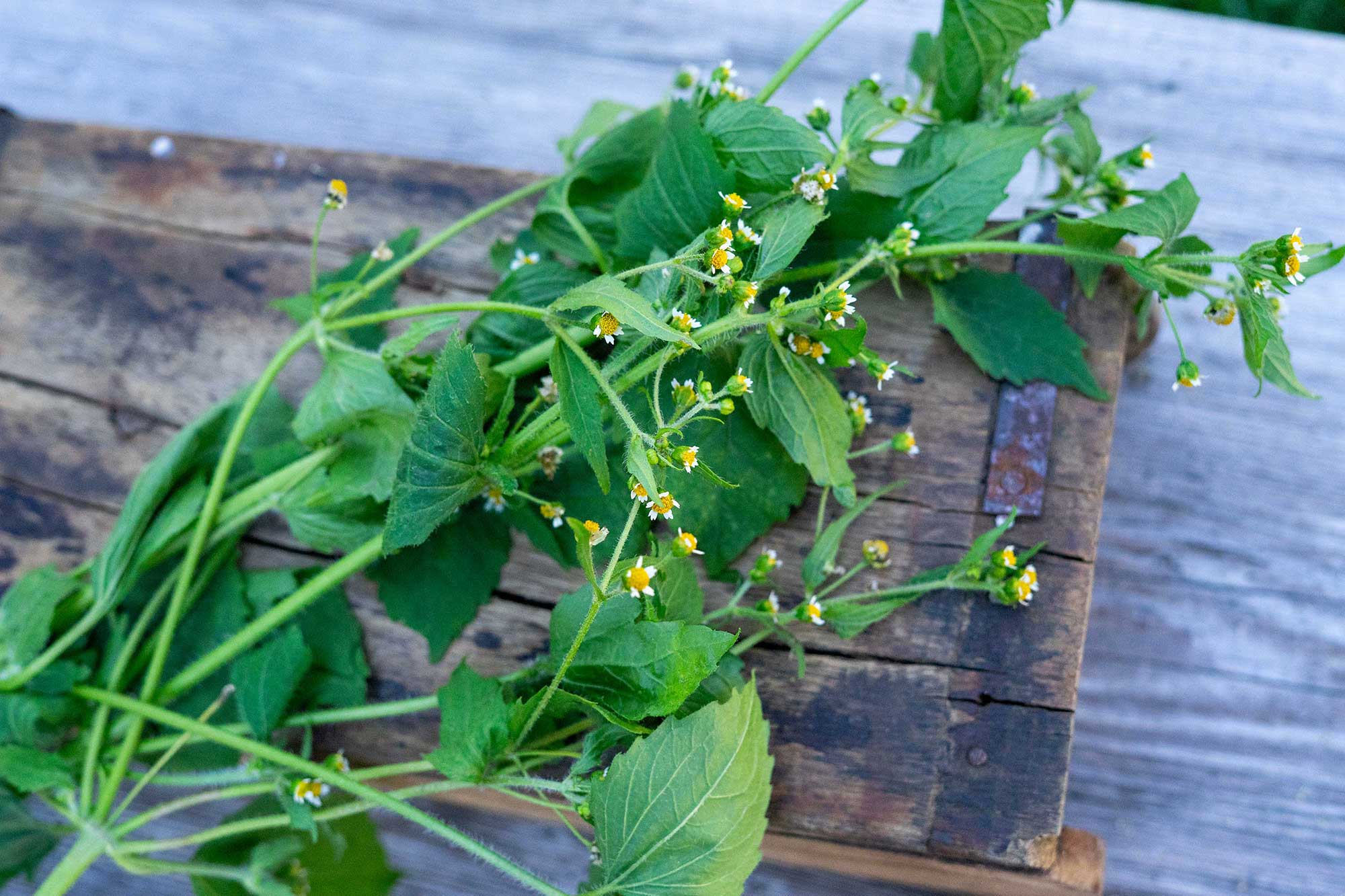 Franzosenkraut, frisch geerntet